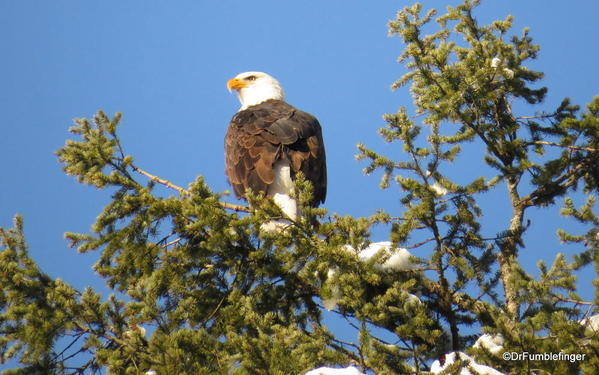 Bald eagle, Lake Couer d