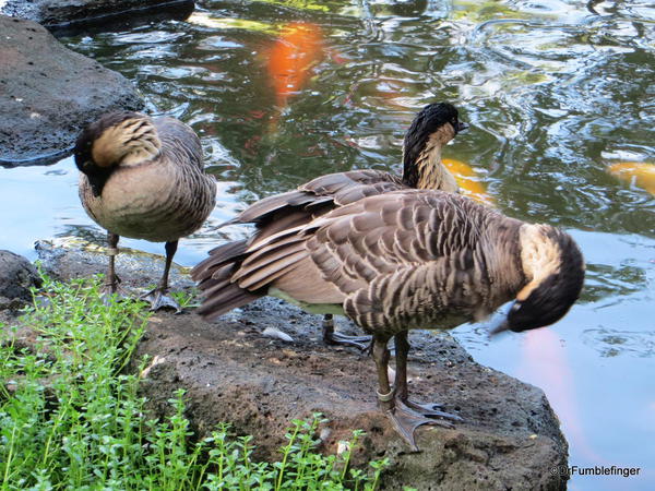 04 Nene, Kauai