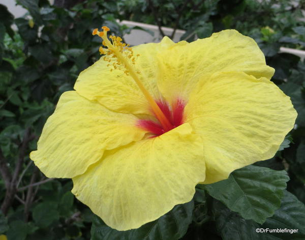 Landscaping, Hapuna Beach Prince Resort