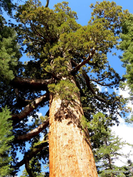 Grizzly Giant, Mariposa Grove, Yosemite National Park