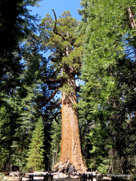 Grizzly Giant, Mariposa Grove, Yosemite National Park