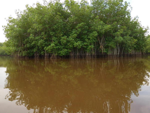 05 2015-11 Guatemala Mangroves 40