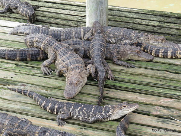 Alligators, Gatorland