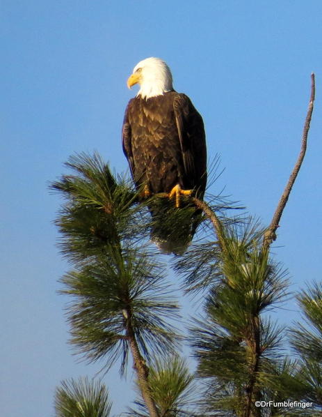 Bald eagle, Lake Couer d