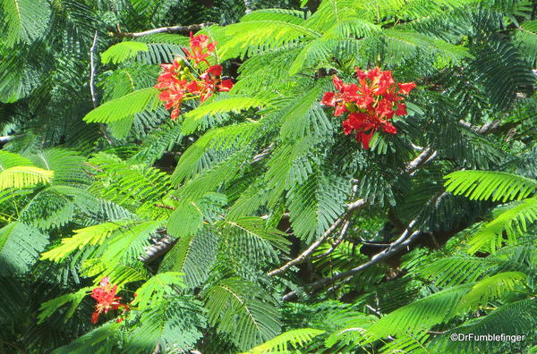 Landscaping, Hapuna Beach Prince Resort