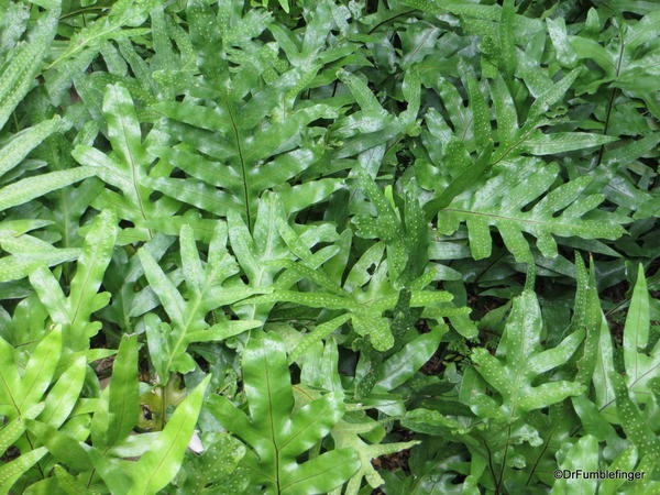 Landscaping, Hapuna Beach Prince Resort