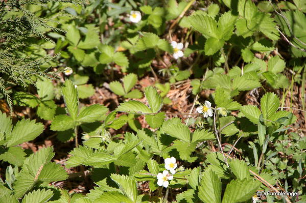 Wild Strawberries, Mariposa Grove, Yosemite National Park