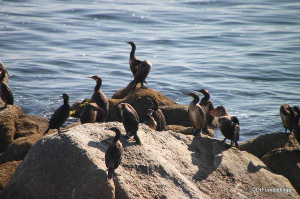 Cormorants, Waterfront, Cannery Row