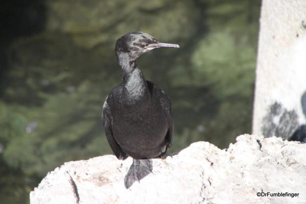 Cormorant, Waterfront, Cannery Row