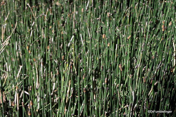 Horsetail, Mariposa Grove, Yosemite National Park