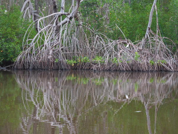 06 2015-11 Guatemala Mangroves 13