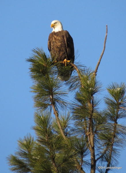 Bald eagle, Lake Couer d