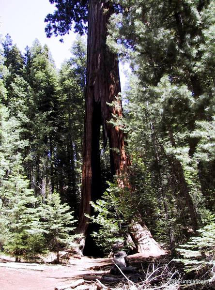 Clothespin Tree, Mariposa Grove, Yosemite National Park