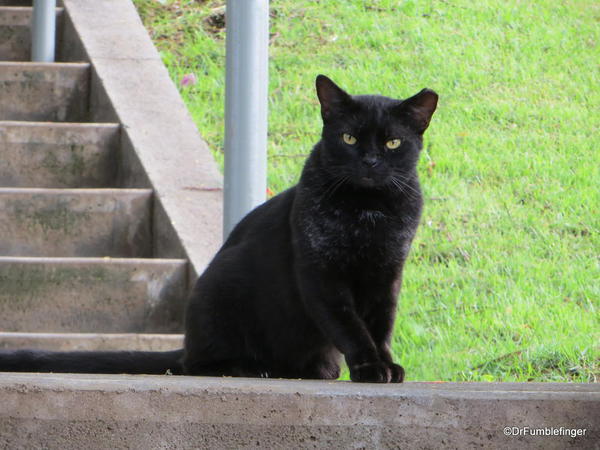 Feral cat, Hapuna Beach Prince Resort. As with all cats, they think they run the joint