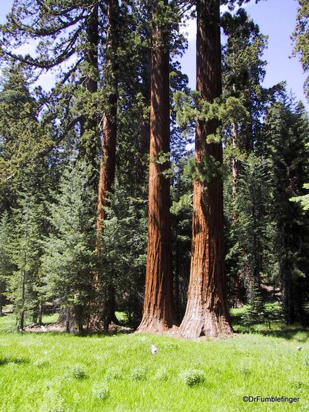 Upper Mariposa Grove, Yosemite National Park