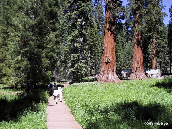 Upper Mariposa Grove, Yosemite National Park