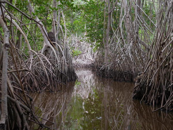 07 2015-11 Guatemala Mangroves 49