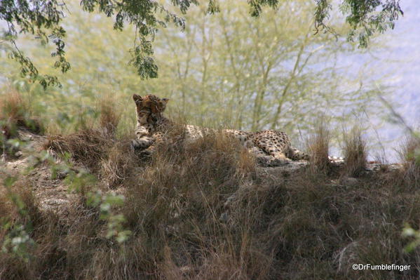 Living Desert, Palm Desert, California. Leopard