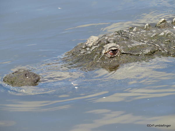 Alligator, Gatorland