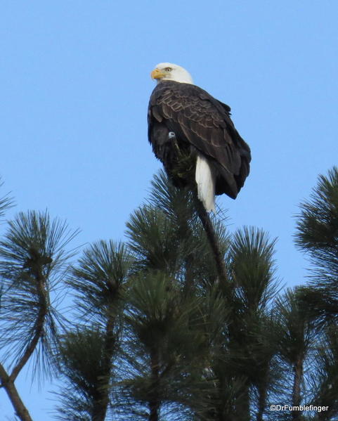 Bald eagle, Lake Couer d