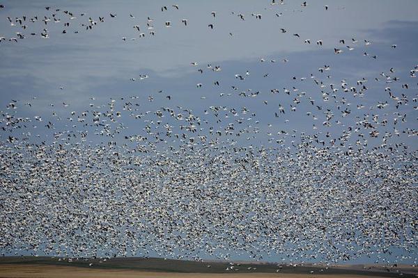 Snow-Goose-flock-20s