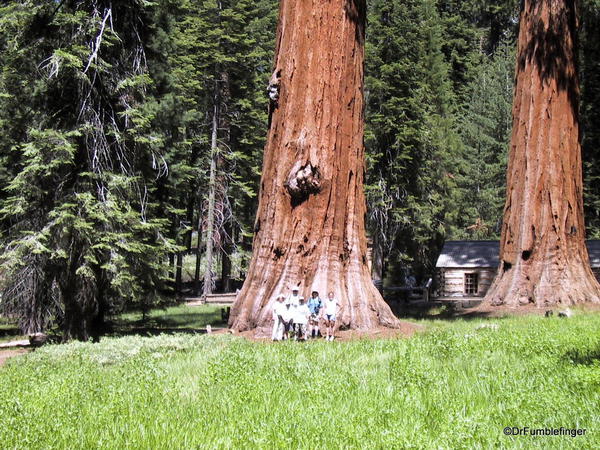 Upper Mariposa Grove, Yosemite National Park