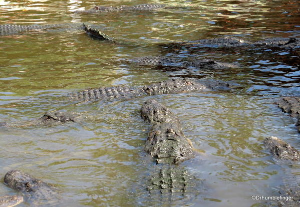 Alligators, Gatorland