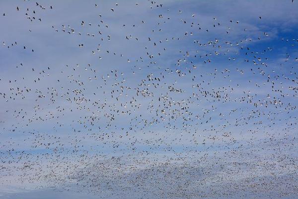 Snow-Goose-flock-30s