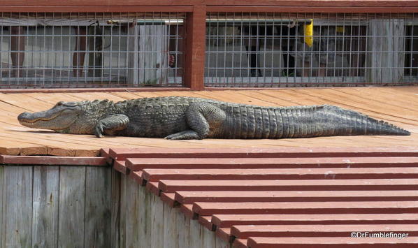 Alligator, Gatorland