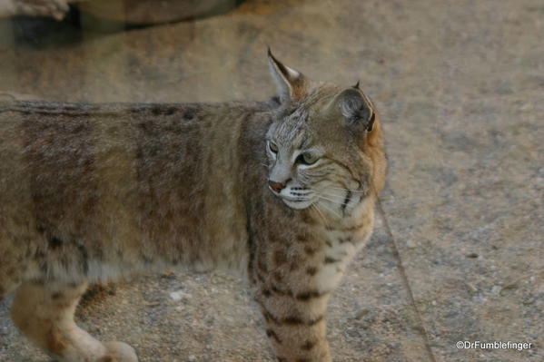 Living Desert, Palm Desert, California. Lynx