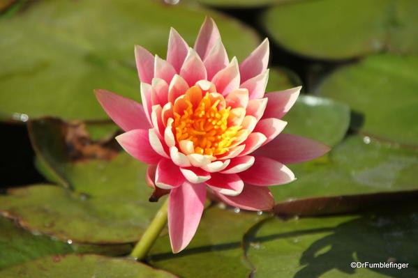 Mission San Juan Capistrano. Water lily