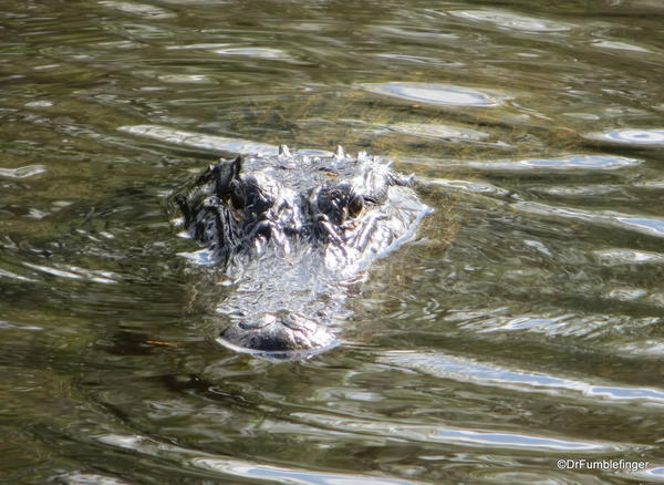 Alligator, Everglades National Park