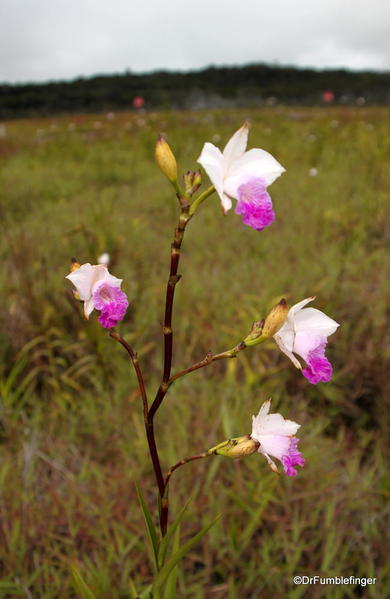 Volcanoes National Park. Orchids grown in abundance adjoining Kilauea Crater