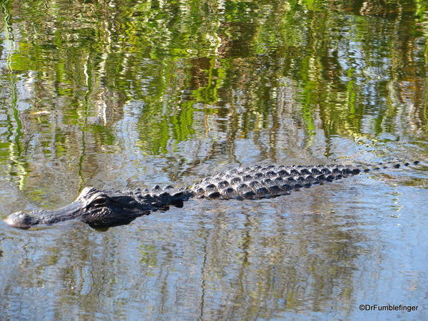 Alligator, Everglades National Park