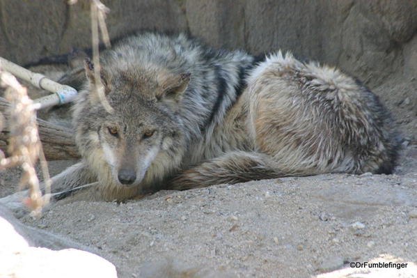 Living Desert, Palm Desert, California. Mexican Wolf