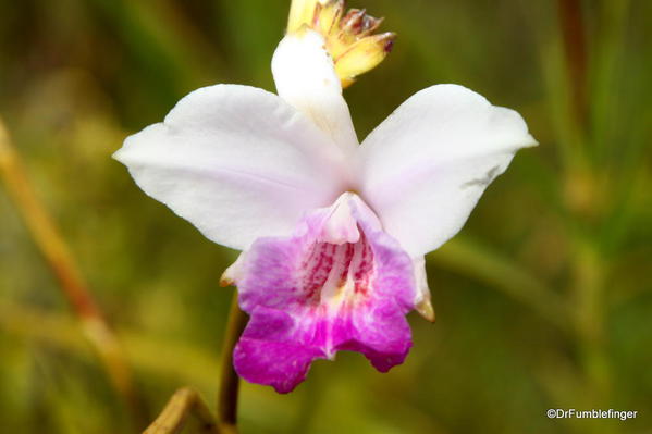 Volcanoes National Park. Orchids