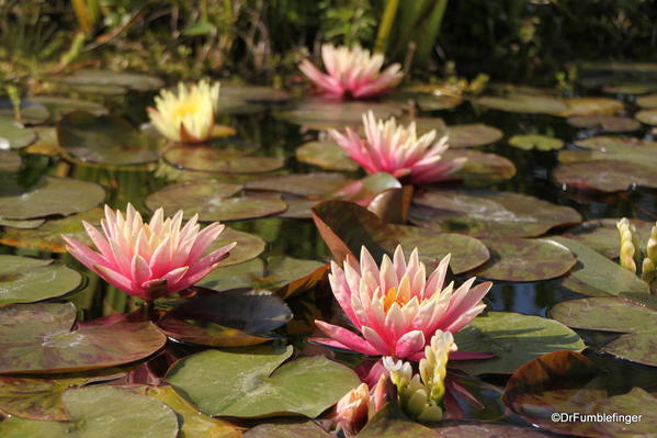 Mission San Juan Capistrano. Fountain with water lilies