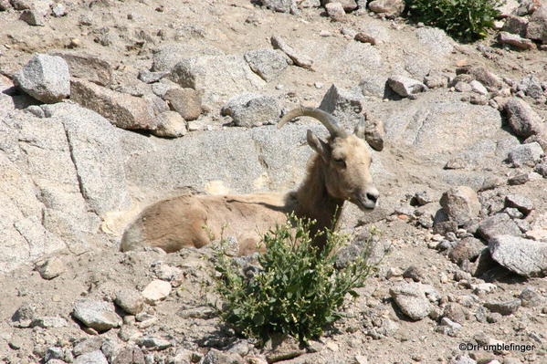 Living Desert, Palm Desert, California. Desert Bighorn Sheep