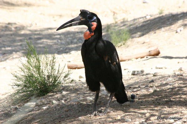 Living Desert, Palm Desert, California. HornBill