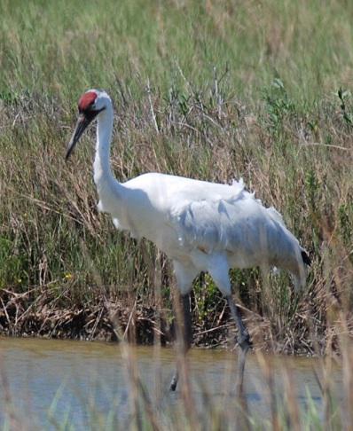 Whooping-Crane-2ccs