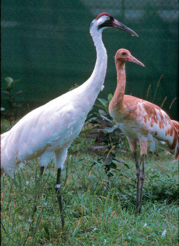 phoca_thumb_l_whoopingcrane1-8751