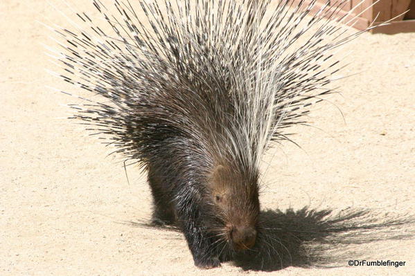 Living Desert, Palm Desert, California. Porcupine