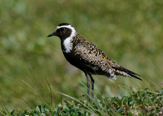 Golden-Plover-L-cs-11