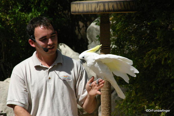 Living Desert, Palm Desert, California. Cockatoo