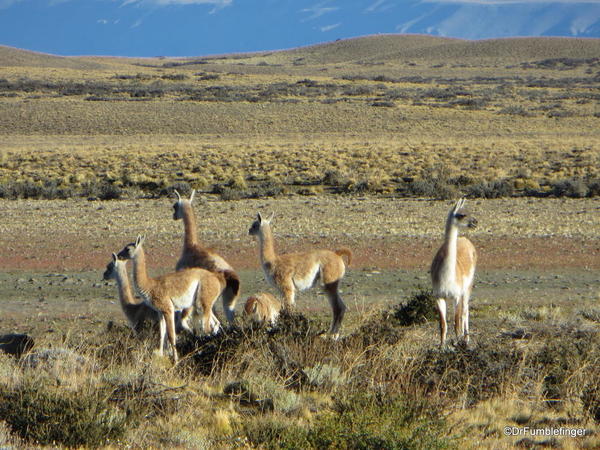 18 Guanacos