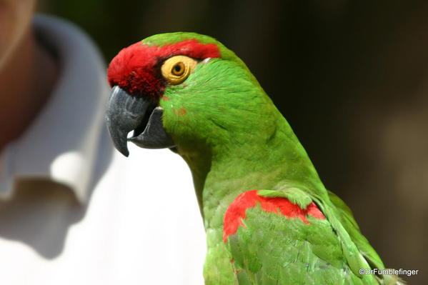 Living Desert, Palm Desert, California. Thick billed Parrots