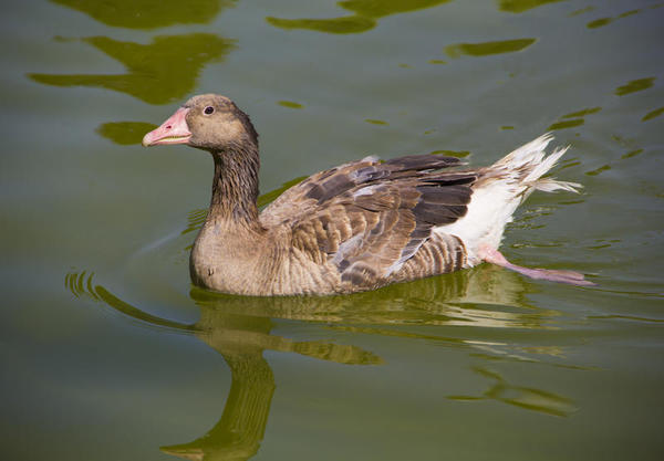 Greater-White-fronted-Goose-D1