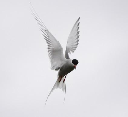 Arctic-Tern-1cs