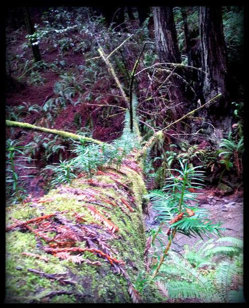 Trees growing out of a tree