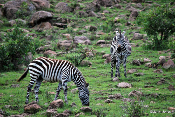 Zebras